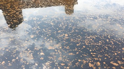 二沉池浮泥的成因與解決辦法